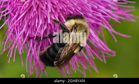 APPAREIL PHOTO NUMÉRIQUE OLYMPUS - gros plan d'une abeille collectant le nectar de la fleur rose sur une plante de chardon de taureau. Banque D'Images