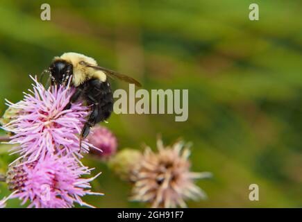 APPAREIL PHOTO NUMÉRIQUE OLYMPUS - gros plan d'une abeille collectant le nectar de la fleur rose sur une plante de chardon rampant poussant dans un pré Banque D'Images