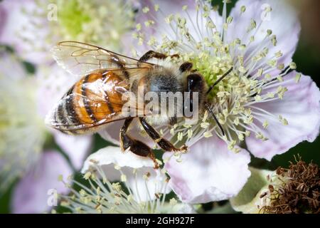 APIS mellifera suce le nectar d'une fleur pour faire du miel Banque D'Images