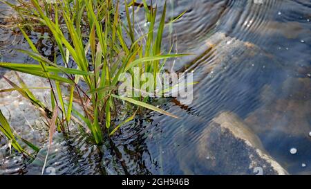 Gros plan des plantes à eau verte qui poussent dans l'eau de la rivière Bonnechery à Renfrew, Ontario, Canada Banque D'Images