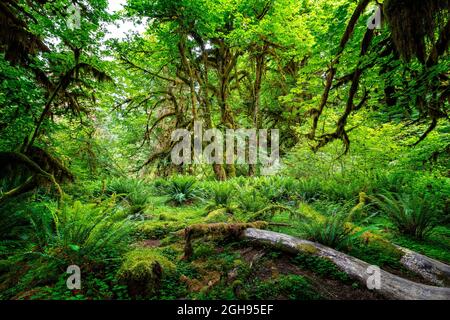 La salle des Mosses dans la forêt tropicale de Hoh, Parc national olympique, Washington Banque D'Images