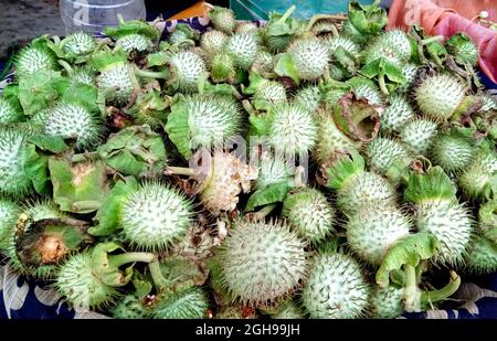 Fruits verts Datura innoxia. Il est également connu sous le nom de Datura wrightii ou Datura sacrée. Métal hindou datura dans la période de fructification Banque D'Images