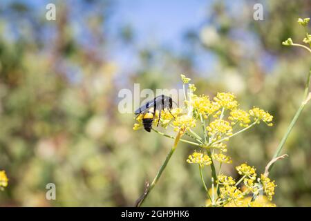 Scolia hirta mange le nectar des fleurs d'un fenouil sauvage Banque D'Images