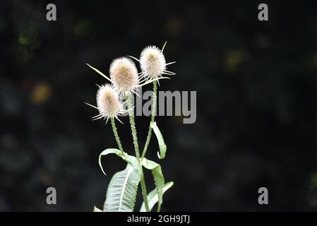 Gros plan image d'une plante à thé (Dipsacus fullonum) Trio contre un fond sombre de plaine pris en septembre sur une réserve naturelle à Staffordshire, Royaume-Uni Banque D'Images