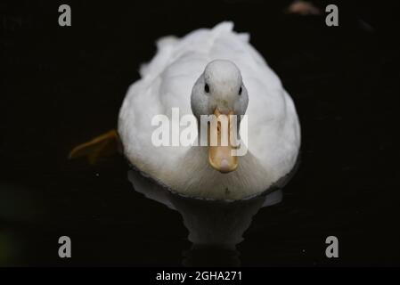 Image de gros plan basse d'un canard de Pékin blanc (Anas platyrhynchos) sur fond sombre, nage vers la caméra en septembre au Royaume-Uni Banque D'Images