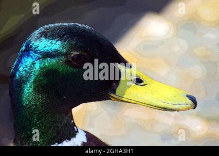 Art numérique, illustration multimédia, gros plan, tête et cou d'un canard colvert ou sauvage. L'oiseau mâle de reproduction a un bec jaune et un plumage audacieux. Banque D'Images