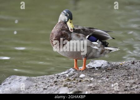 Drake Mallard Duck (Anas platyrhynchos) debout sur le sol de Stoney sur le bord d'un lac en profil gauche avec tête en face, Beak Open, en Angleterre, Royaume-Uni Banque D'Images