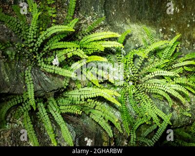 Maidenhair Spleenwort, Asplenium trichomanes dans Dead Mans Cave au-dessus de Feizor, Yorkshire Dales, Royaume-Uni. Banque D'Images