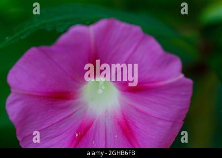 Vue en gros plan d'une fleur Morning Glory Banque D'Images