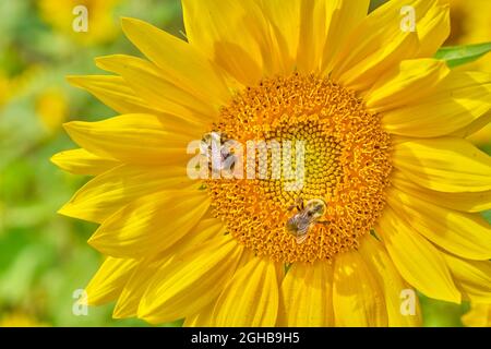 Deux Bumblebees de l'est commun, Bombus impatiens, rassemblent le pollen dans un beau champ de tournesols jaunes. Banque D'Images