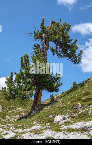 Arbre de pin de pierre suisse (Pinus cembra). Les Dolomites. Alpes italiennes. Europe. Banque D'Images