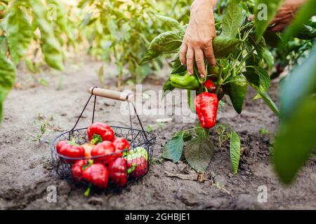 Récolte de poivrons rouges. Femme agricole senior cueillant la récolte d'automne de légumes à la ferme mettant dans le panier. Agriculture et jardinage Banque D'Images