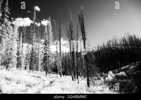 Quelques épinettes mortes et endommagées au nord-ouest de Steamboat Springs, dans le Colorado. Image sous lumière infrarouge noire et blanche. Certains arbres sont endommagés par le feu. Banque D'Images