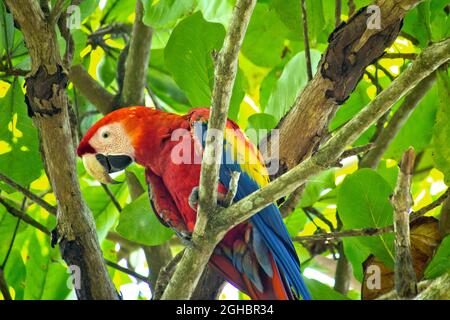 Scarlet Macaw, Ara macao, parc national du Corcovado, zone de conservation d'Osa, péninsule d'Osa, Costa Rica, Amérique centrale, Amérique Banque D'Images