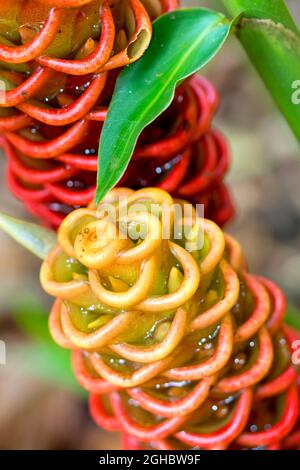 Shampooing Ginger, Zingiber zerumbet, Forêt tropicale, Costa Rica, Amérique centrale, Amérique Banque D'Images