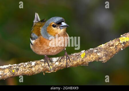 Chaffinch, Fringilla coelebs, Forêt méditerranéenne, Castille et Leon, Espagne, Europe Banque D'Images