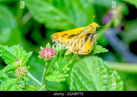 Un petit papillon originaire de l'Arizona connu comme un skipper ardent, en raison de sa couleur dorée. L'espèce est Hylephila phyleus dans la famille des Lepidoptères. Banque D'Images