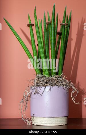 Sansevieria de plantes d'intérieur. Plante décorée. Banque D'Images