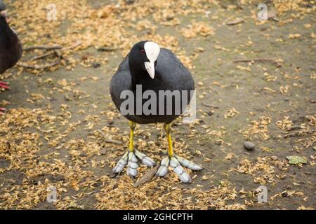 Coot dans le parc de Londres Banque D'Images