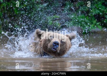 Ours brun sauvage (Ursus arctos) sur l'étang dans la forêt d'été. Animal dans l'habitat naturel. Scène de la faune Banque D'Images