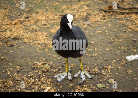 Coot dans le parc de Londres Banque D'Images