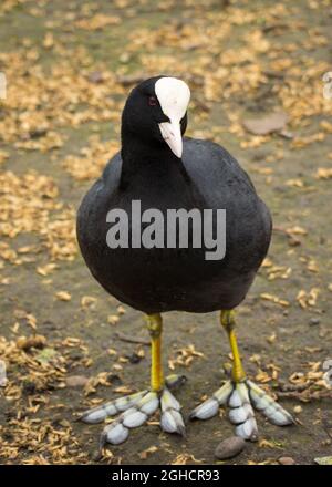 Coot dans le parc de Londres - gros plan Banque D'Images