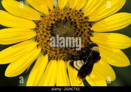 Abeille Bumble américaine, Bombus pensylvanicus, fourrager sur le tournesol commun, Helianthus annuus Banque D'Images
