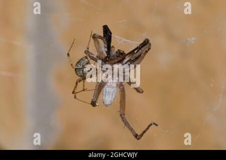 Araignée de la maison commune, Parasteatoda tepidariorum, femelle se nourrissant d'araignée de loup capturée, famille des Lycosidae Banque D'Images