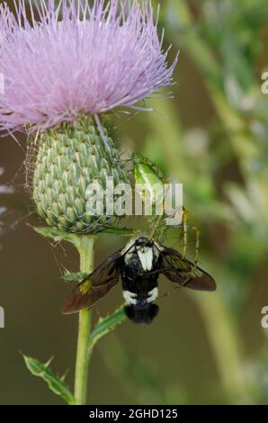 Araignée Lynx verte, Peucetia viridans, se nourrissant de la verge de la fraise à neige capturée, Hemaris diffinis, sur le Thistle, Cirsium altissimum Banque D'Images