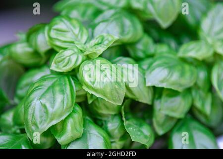 Basilic frais dans un jardin d'herbes - gros plan de la floraison d'Ocimum basilicum - basilic doux et fleurs de Purpurescens Banque D'Images