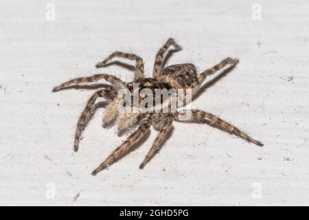 Gros plan d'une araignée sauteuse sur un mur de maison Banque D'Images