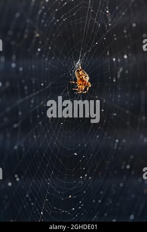 Gros plan d'une araignée de jardin (Araneus diadematus) dans son réseau, illuminée par le soleil. Banque D'Images