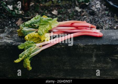 Tiges de rhubarbe fraîchement cueillies et forcées avec des feuilles Banque D'Images