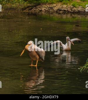 Oiseau rose pélican dans le lac noir en été ensoleillé jour chaud Banque D'Images