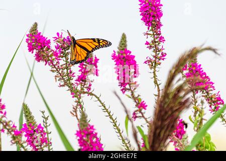 monarque papillon sur fleur de purlpe loestrife Banque D'Images