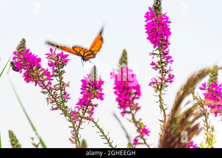 monarque papillon sur fleur de purlpe loestrife Banque D'Images