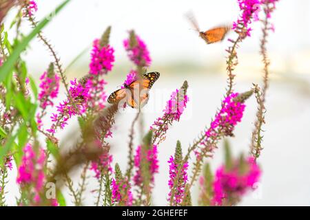 monarque papillon sur fleur de purlpe loestrife Banque D'Images