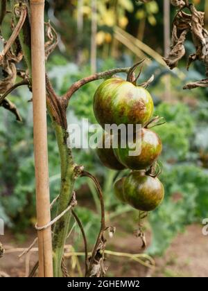 Pourriture de la tige de tomate causée par le champignon Didymella lycopersici et trop de pluie. Banque D'Images