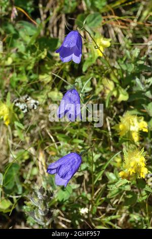 bellflower, Scheuchzers Glockenblume, Campanula scheuchzeri, harangvirág, Autriche,Europe Banque D'Images