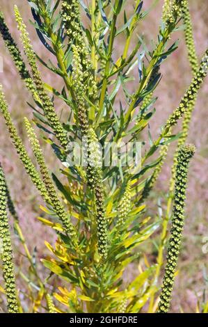 fusée de dyer, mauvaise herbe de dyer, soudure, woold, mauvaise herbe jaune,Färber-Wau, Gilbkraut, Reeda luteola, sárga rezeda, Macédoine,Europe Banque D'Images