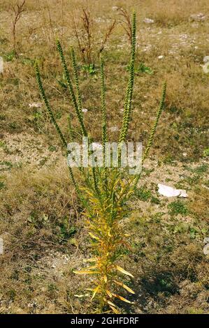 fusée de dyer, mauvaise herbe de dyer, soudure, woold, mauvaise herbe jaune,Färber-Wau, Gilbkraut, Reeda luteola, sárga rezeda, Macédoine,Europe Banque D'Images