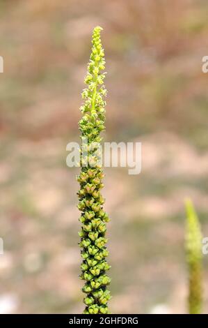 fusée de dyer, mauvaise herbe de dyer, soudure, woold, mauvaise herbe jaune,Färber-Wau, Gilbkraut, Reeda luteola, sárga rezeda, Macédoine,Europe Banque D'Images