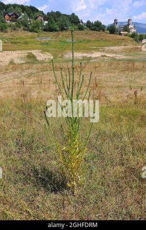 fusée de dyer, mauvaise herbe de dyer, soudure, woold, mauvaise herbe jaune,Färber-Wau, Gilbkraut, Reeda luteola, sárga rezeda, Macédoine,Europe Banque D'Images