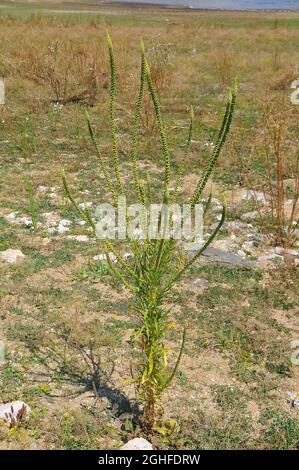 fusée de dyer, mauvaise herbe de dyer, soudure, woold, mauvaise herbe jaune,Färber-Wau, Gilbkraut, Reeda luteola, sárga rezeda, Macédoine,Europe Banque D'Images