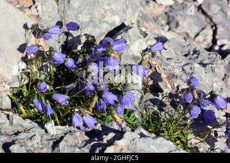 bellflower de feuilles d'oreille, thimble de fée, Zwerg-Glockenblume, Campanula cochleariifolia, Campanula cochlearifolia,Törpe harangvirág, Alpes, Europe Banque D'Images