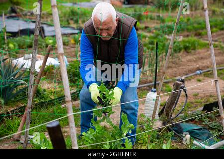 Un jardinier expérimenté s'est engagé dans la culture de légumes biologiques dans le potager, nouant de jeunes plants de pois au printemps Banque D'Images