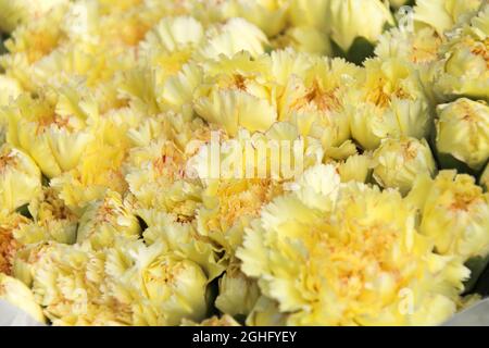 Bouquet d'œillets jaunes pour la fête au Guatemala Banque D'Images