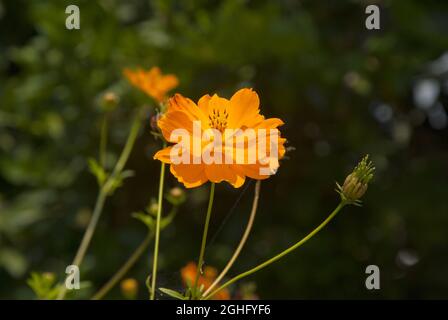 cosmos fleurit au Guatemala, tropical. Banque D'Images