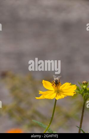 COSMOS fleurit au Guatemala, tropical et abeille. Banque D'Images