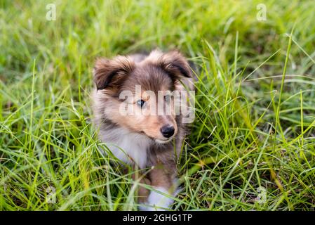 Shetland chien de berger dans un champ au coucher du soleil. Jouer dans l'herbe haute. chiot de 8 semaines. Banque D'Images